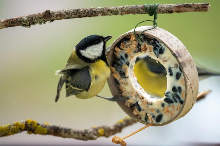 Boules de graines pour oiseaux à fabriquer soi-même : recette honnête et bonnes pratiques