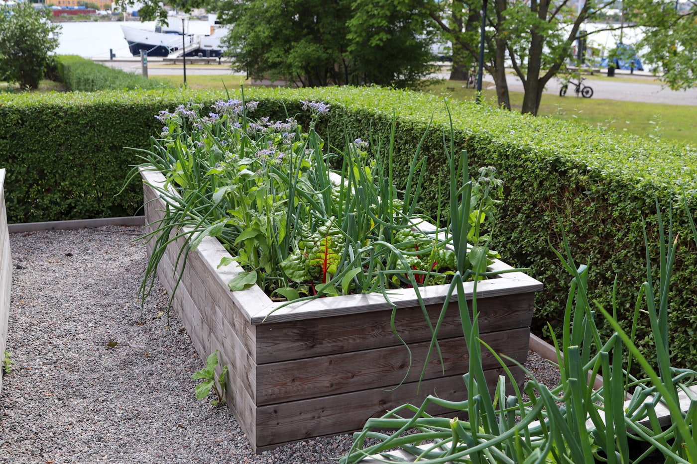 Carré potager en bois rempli de plants de légumes verts dans un jardin