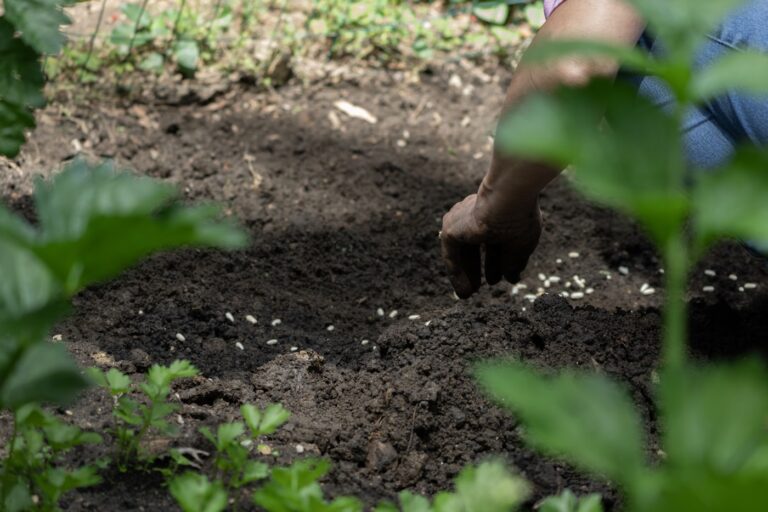 comment désherber pour faire un potager