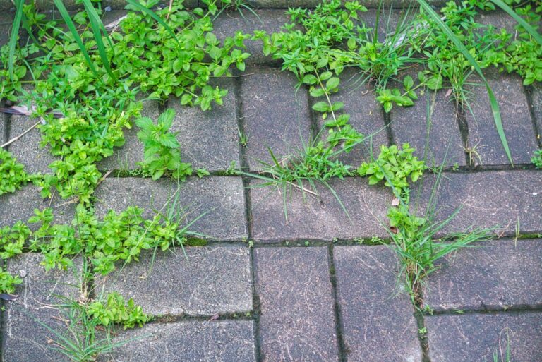comment désherber une terrasse en pierre