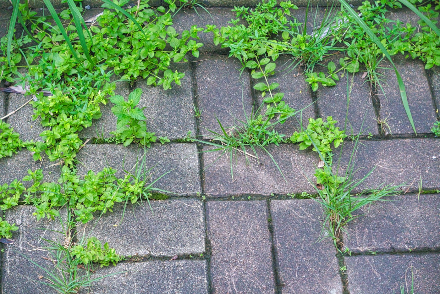 Herbes vertes poussant entre des dalles de pierre grise — terrasse à désherber