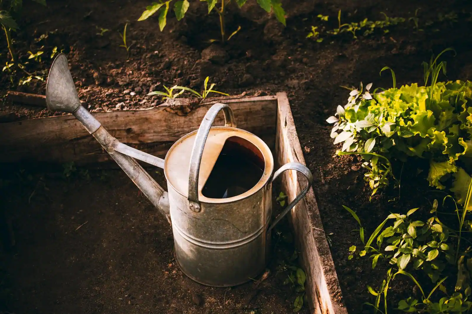 Potager en carré surélevé en bois dans un jardin domestique, avec jeunes plants et quadrillage intérieur