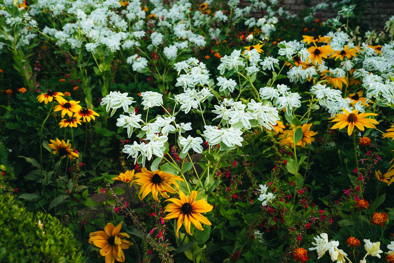 Massif fleuri en plein été avec vivaces colorées étagées par strates