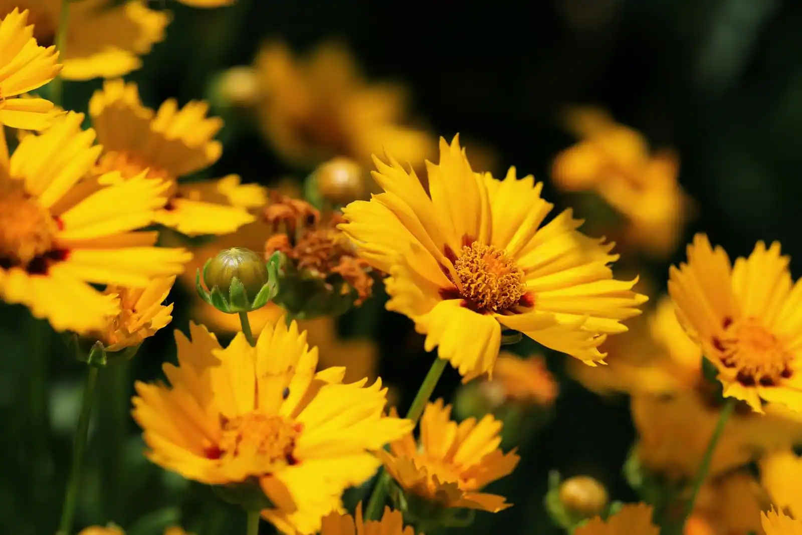 Massif de fleurs vivaces composé en trois plans de hauteur dans un jardin domestique