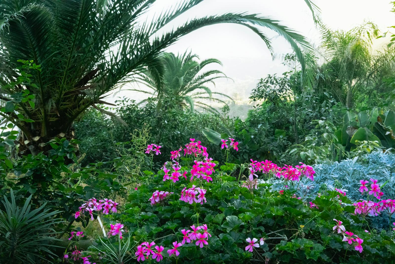 Massif de jardin tropical avec bananier, palmier et fougères en composition dense