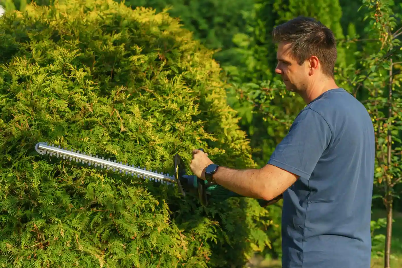 Taille d'une haie standard de jardin avec un taille-haie électrique, plan large sur la lame en action