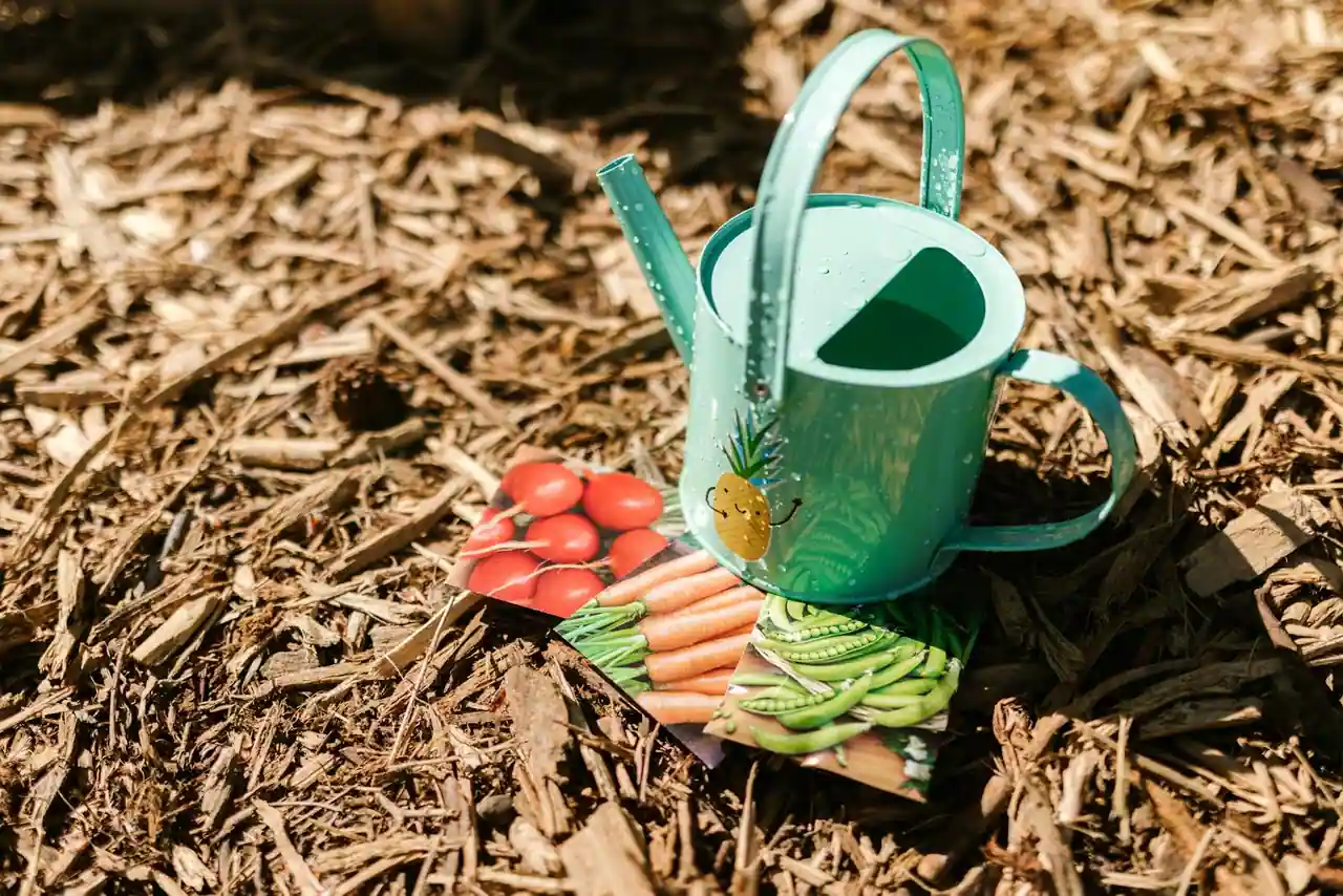 Potager avec couche de paille épaisse étalée entre les plants de tomates et de courgettes