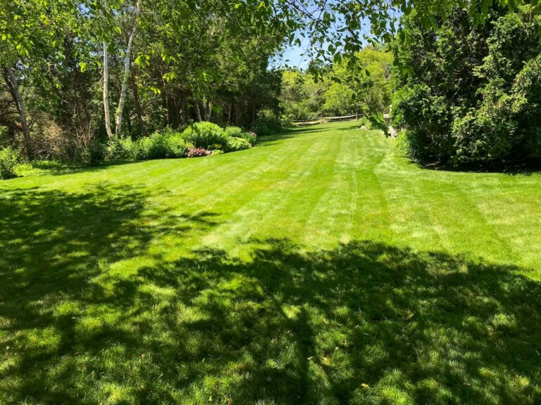 quand scarifier la pelouse au printemps