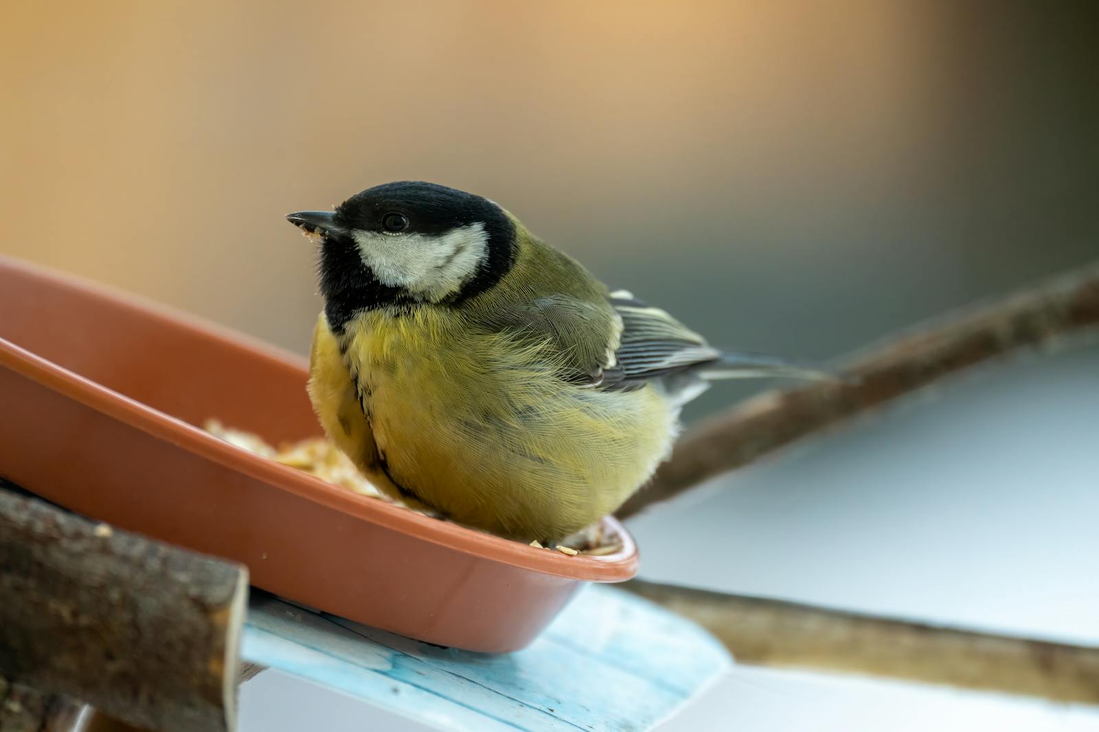 Mésange charbonnière sur une mangeoire en bois naturel suspendue dans un jardin