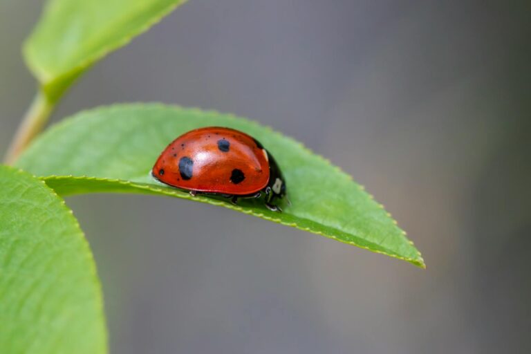 Coccinelle asiatique dans mon jardin : la reconnaître, comprendre son rôle, savoir quoi faire