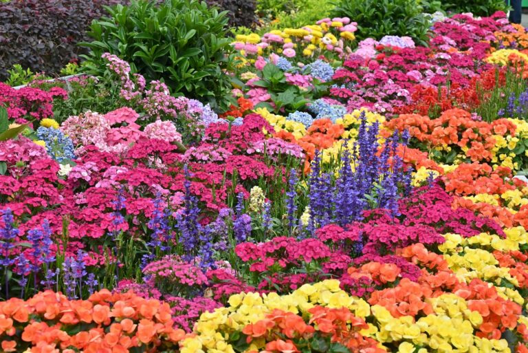 Comment faire un parterre de fleurs sans entretien : la méthode qui marche