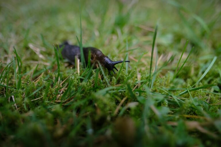 Comment lutter contre les limaces au potager : méthodes naturelles, pièges et derniers recours