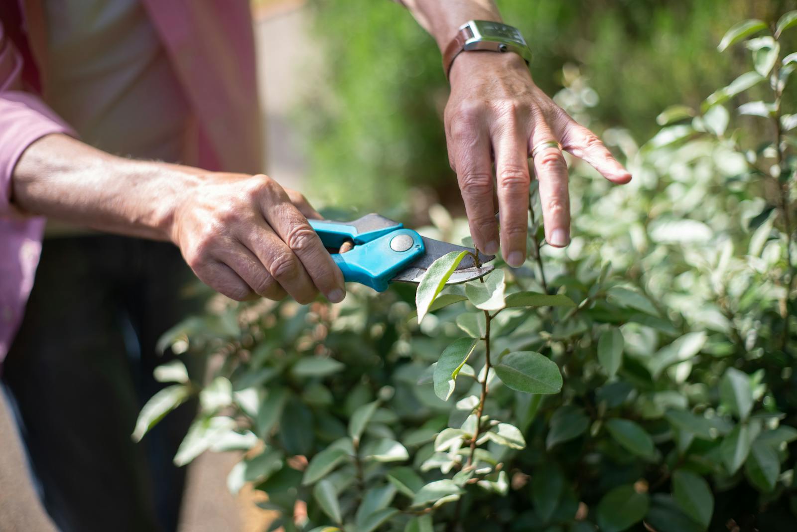 Sécateur taillant un arbuste au printemps dans un jardin
