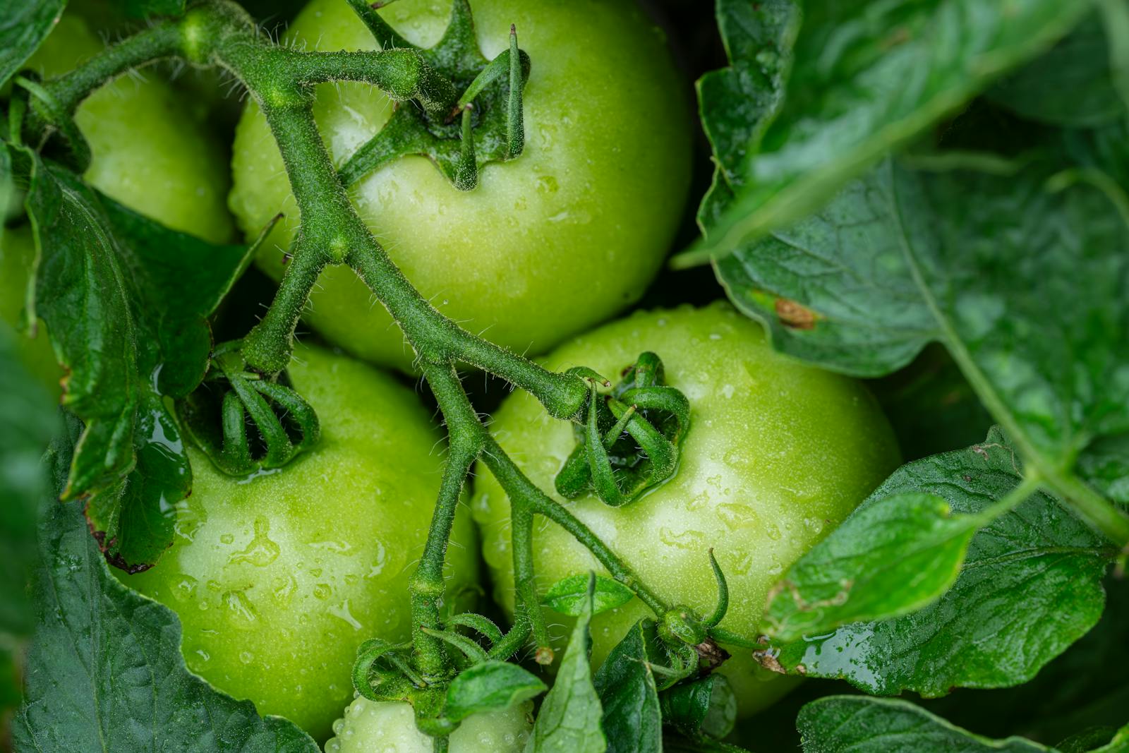 Pulvérisation sur plant de tomate au jardin