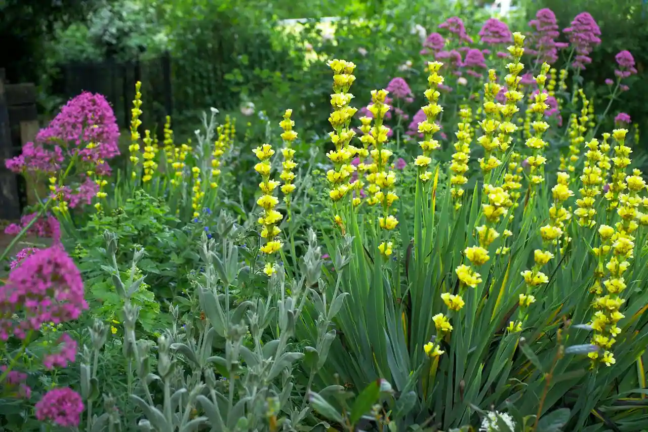 Allée de jardin en gravier bordée de plantes vivaces