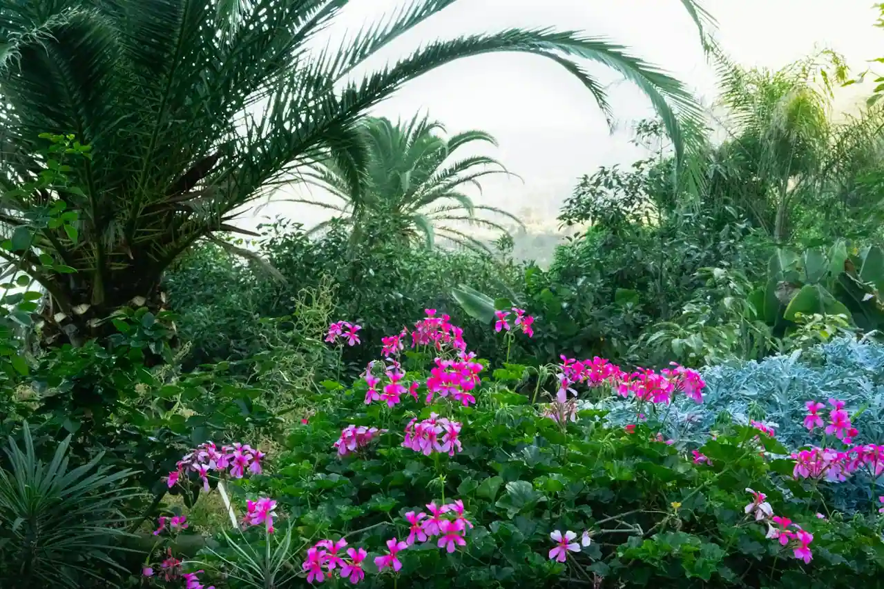 Massif exotique avec bananiers, palmiers et fougères dans un jardin tempéré
