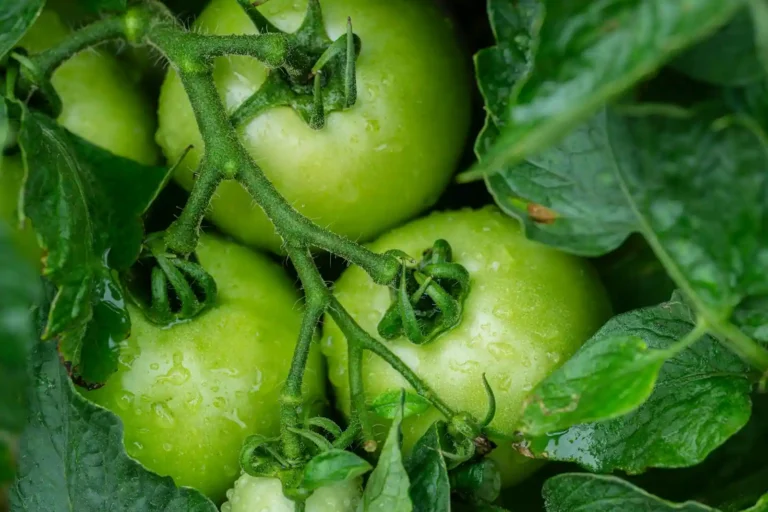 Comment traiter le mildiou des tomates au bicarbonate : la méthode et ses limites