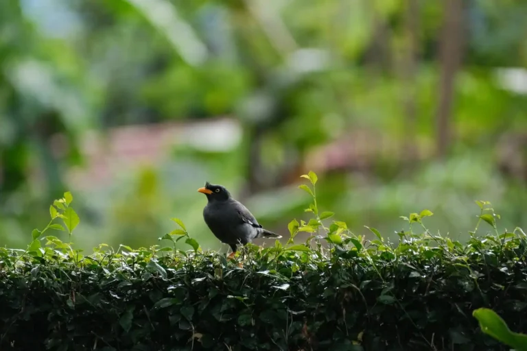 Quel oiseau niche dans les thuyas : identifier les espèces et préserver les nichées