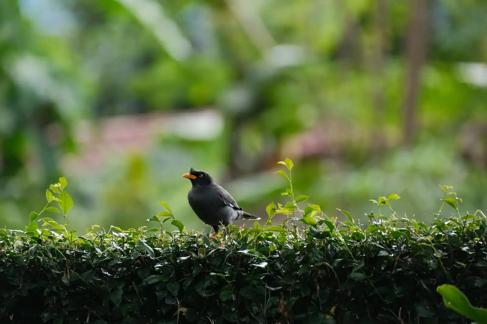 Oiseau perché dans une haie de thuyas dans un jardin résidentiel
