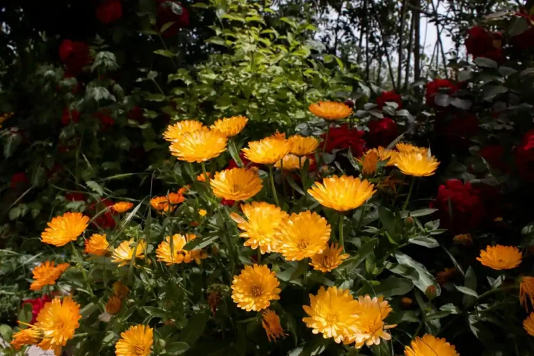 Quelles plantes choisir pour son jardin : guide par exposition et par usage
