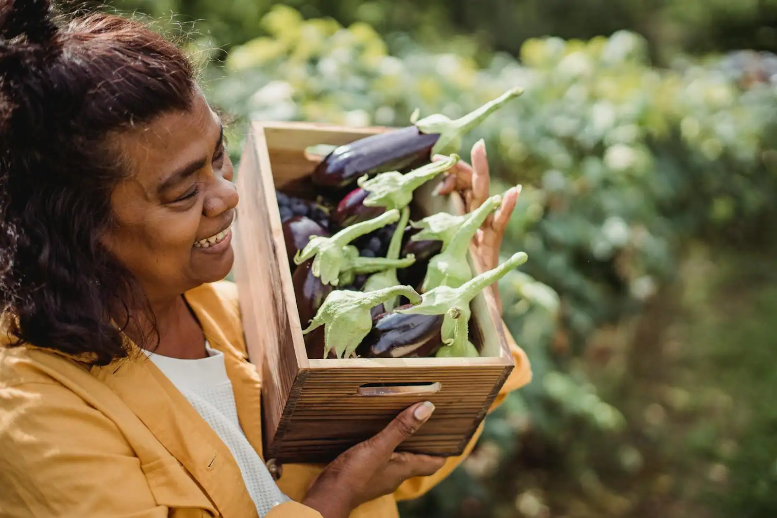 Potager productif avec rangées de tomates, courgettes et salades en pleine saison
