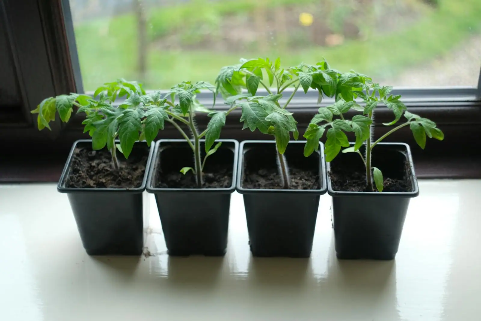 Repiquage de jeunes plants de tomates dans un potager