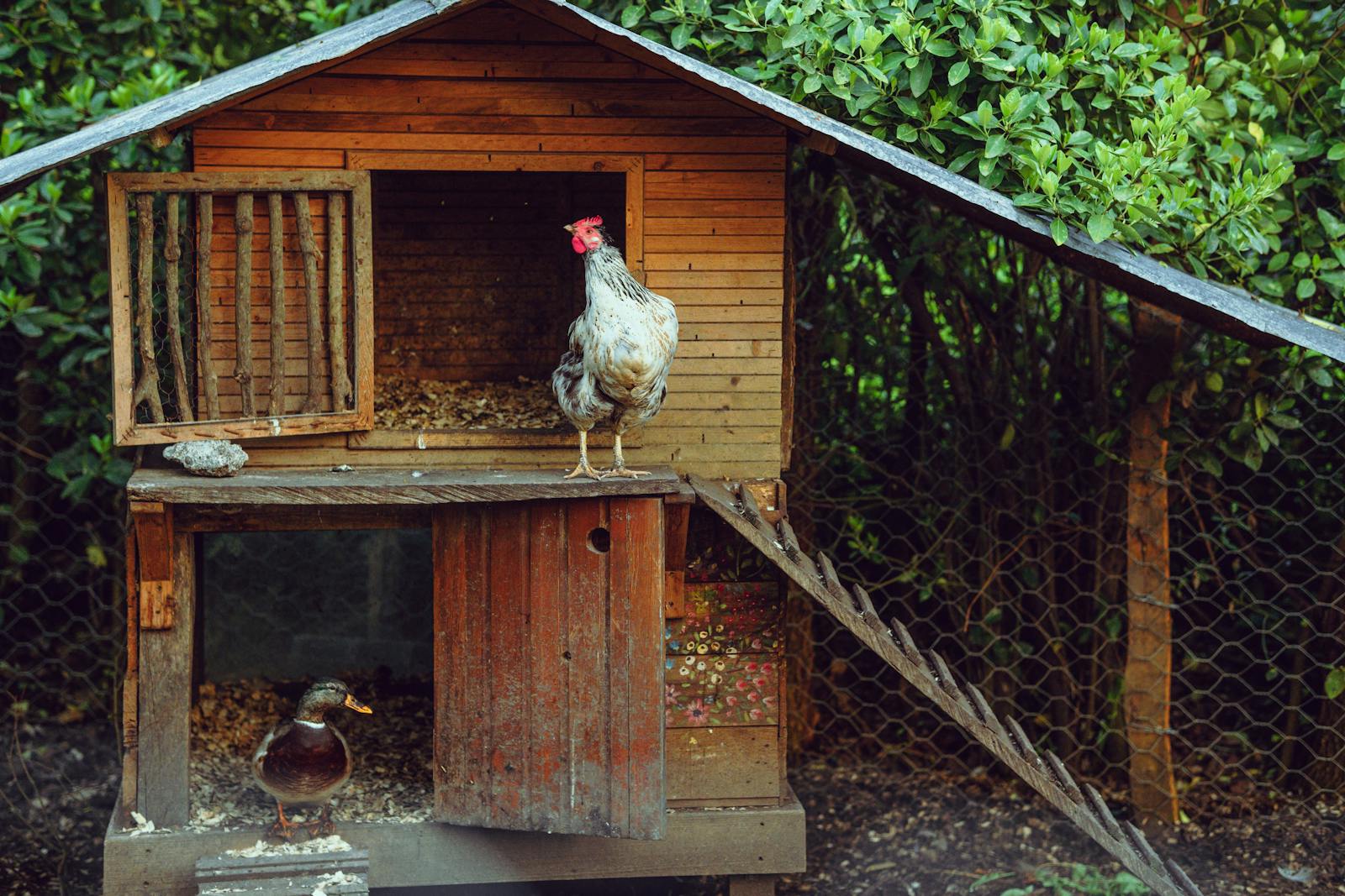 Poulailler en bois posé dans un jardin avec des poules à proximité