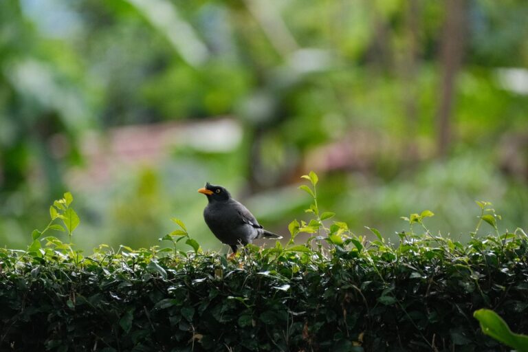 Quel oiseau niche dans les thuyas : identifier les espèces et préserver les nichées