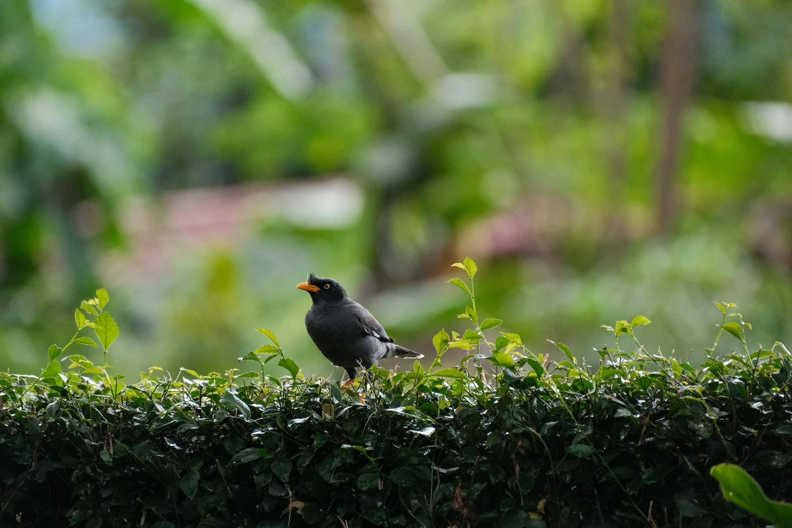 Oiseau passereau perché dans une haie de thuyas au jardin