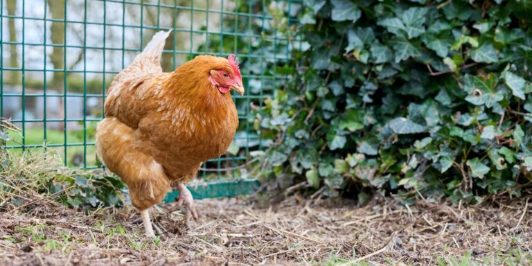 Quel poulailler pour 3 poules : surface, format et critères qui comptent vraiment