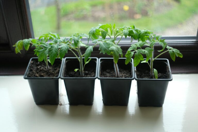 Quel terreau pour repiquer des tomates : la recette qui assure la reprise