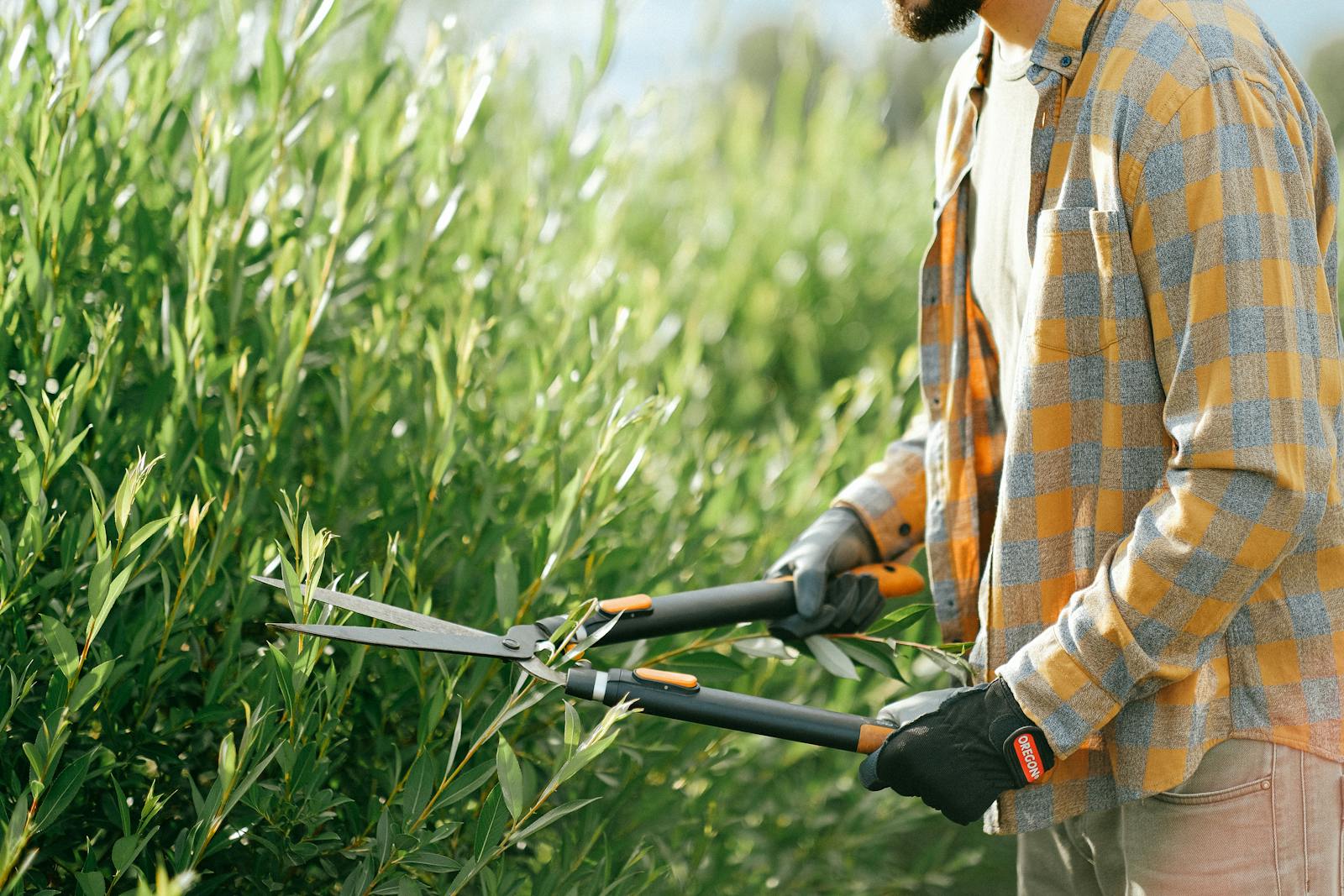 Cisaille à haie en train de tailler une haie verte au jardin