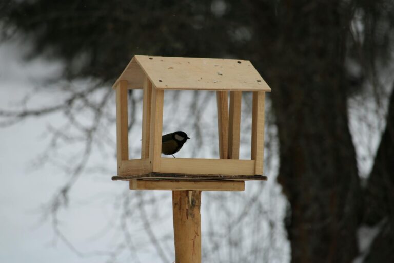 Quelle nourriture pour les oiseaux en hiver : guide pratique sans erreur