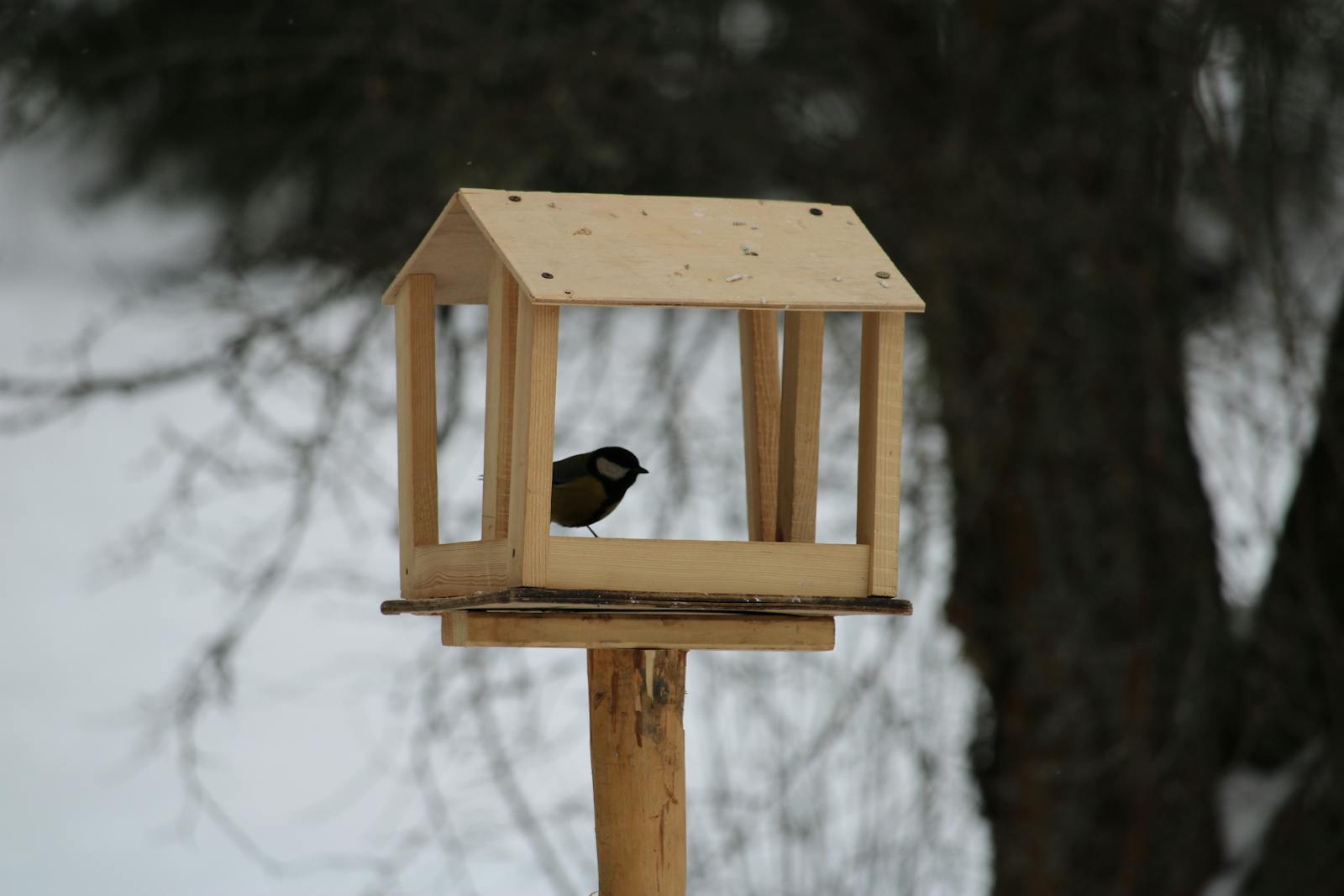 Mésange charbonnière sur une mangeoire en hiver