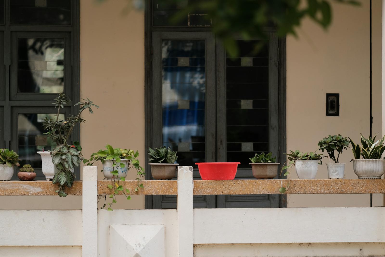 Plant de tomate en pot avec substrat fertile sur une terrasse