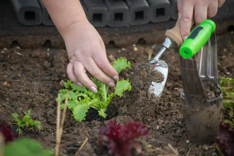 Calendrier de jardinage lunaire : comment l&rsquo;utiliser