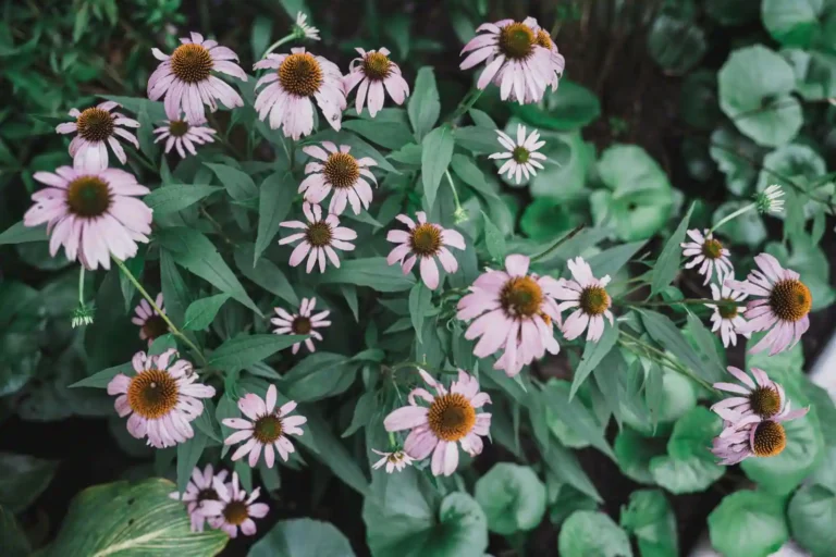Jardin des Plantes de Rouen : visite et inspiration