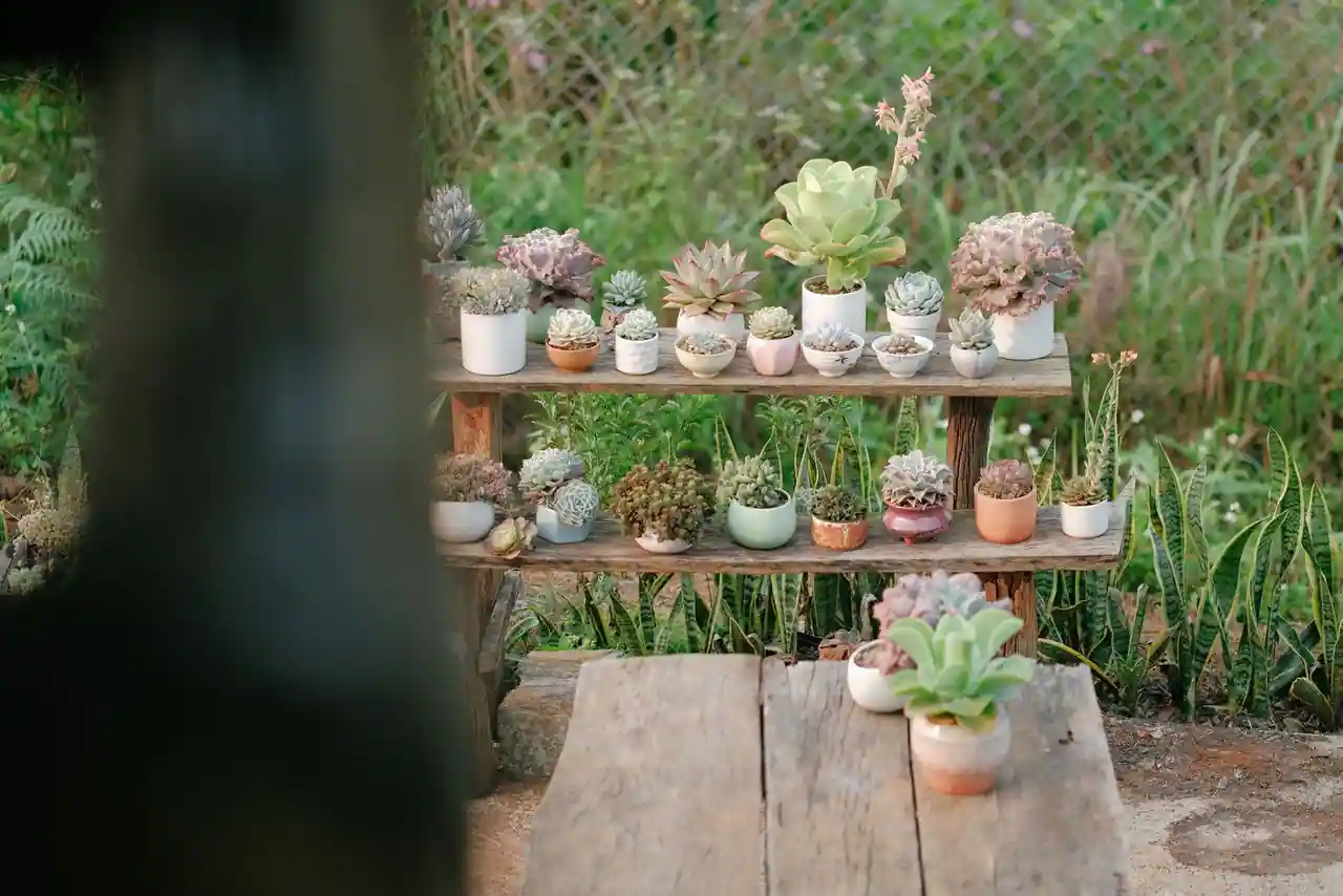 Petits pots de plantes grasses alignés sur des étagères en bois rustiques, dans un jardin au printemps.