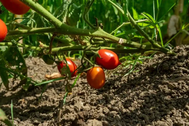 Calendrier de plantation des tomates : semer, planter, récolter