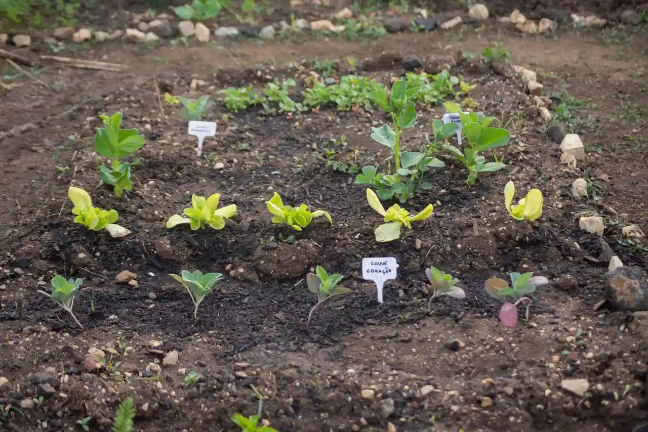 Potager de saison avec rangs de légumes et jeunes plants en pleine terre