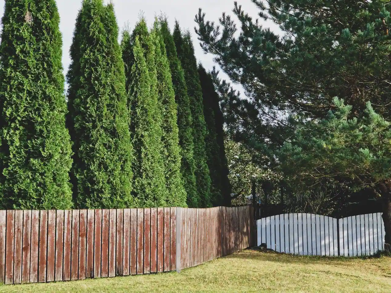 Clôture en bois délimitant un jardin, doublée d'une haie de thuyas, le long d'une limite de propriété.