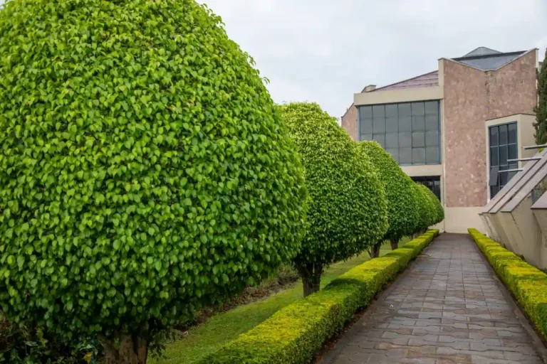 Jardin et paysage : concevoir avant de planter