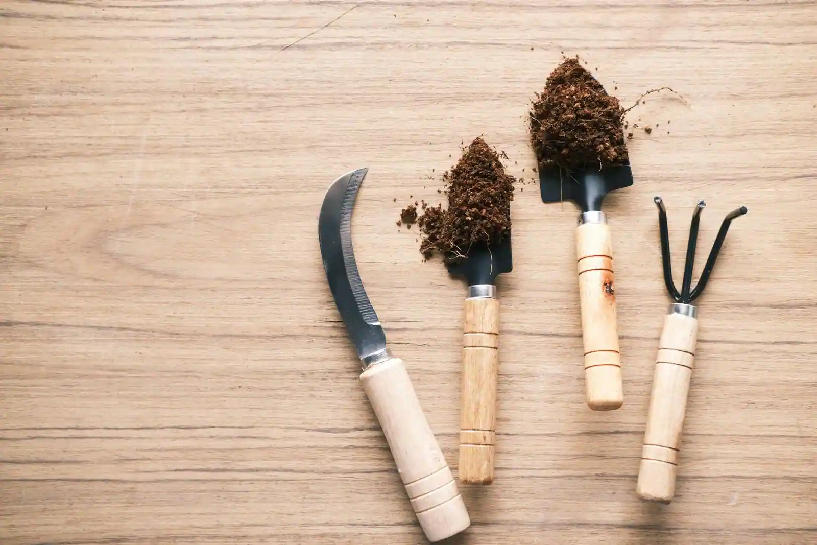 Petits outils de jardinage à manche en bois posés sur une table avec de la terre : serpette, transplantoirs et griffe