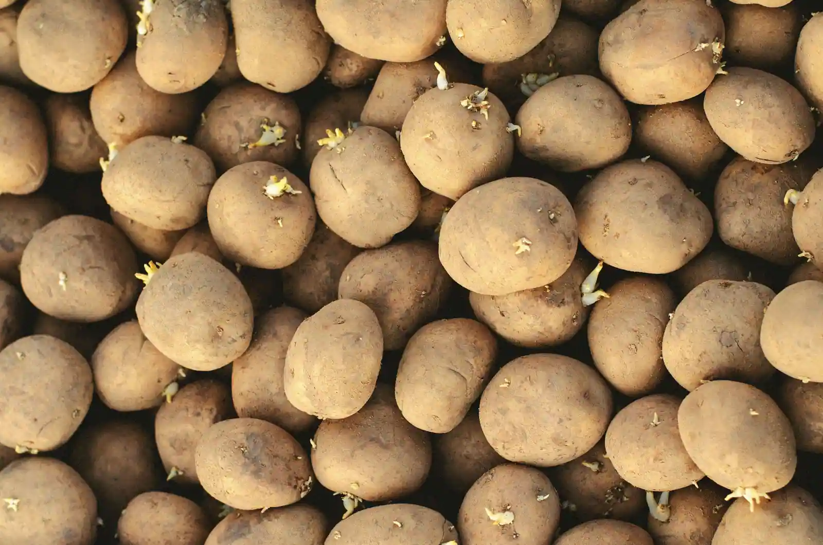 Pommes de terre de semence pré-germées, prêtes à être plantées au potager.