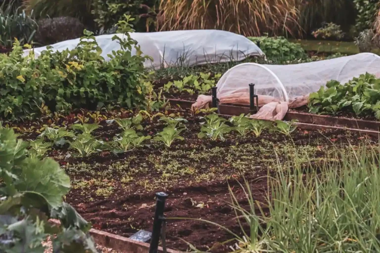 Plan de potager pour débutant : concevoir son premier jardin