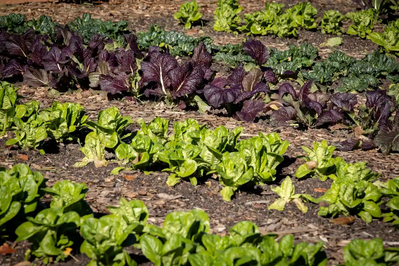 Rangs de salades et de légumes-feuilles verts et pourpres dans un potager
